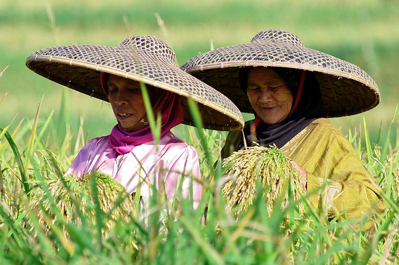 File:Malasari panen padi.JPG