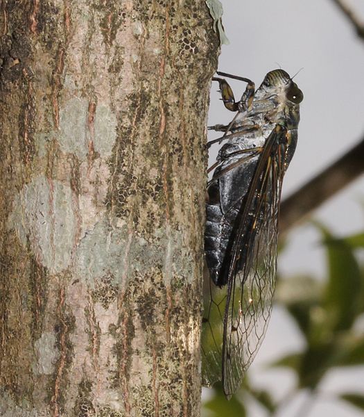 File:Meimuna opalifera s4.jpg