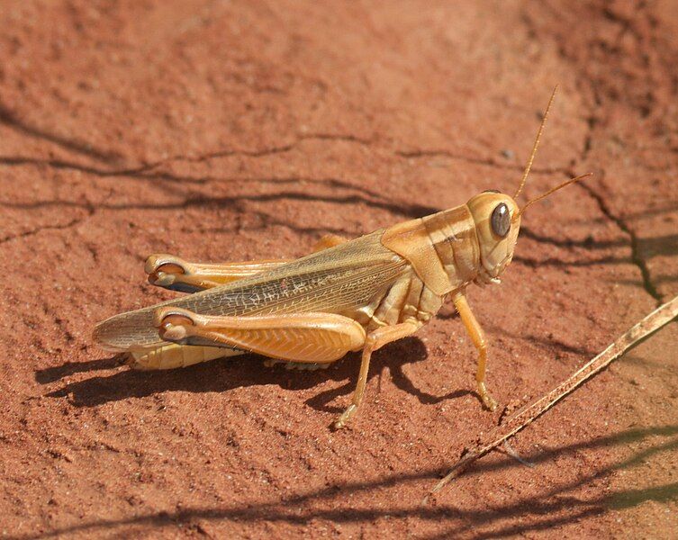 File:Melanoplus packardii P1470016a.jpg