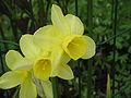 Narcissus triandrus cultivar