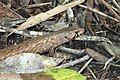 Chevron skink seen on Little Barrier Island