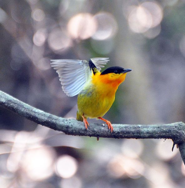 File:Orange-collared Manakin (7047753657).jpg