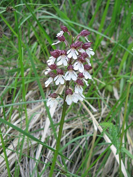 File:Orchis purpurea001.jpg