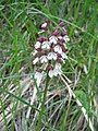 Orchis purpurea