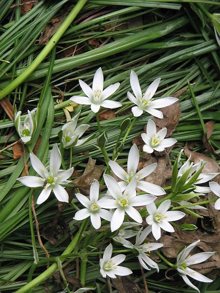 File:Ornithogalum umbellatum001.jpg