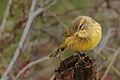 Palm Warbler, Stony Brook, NY