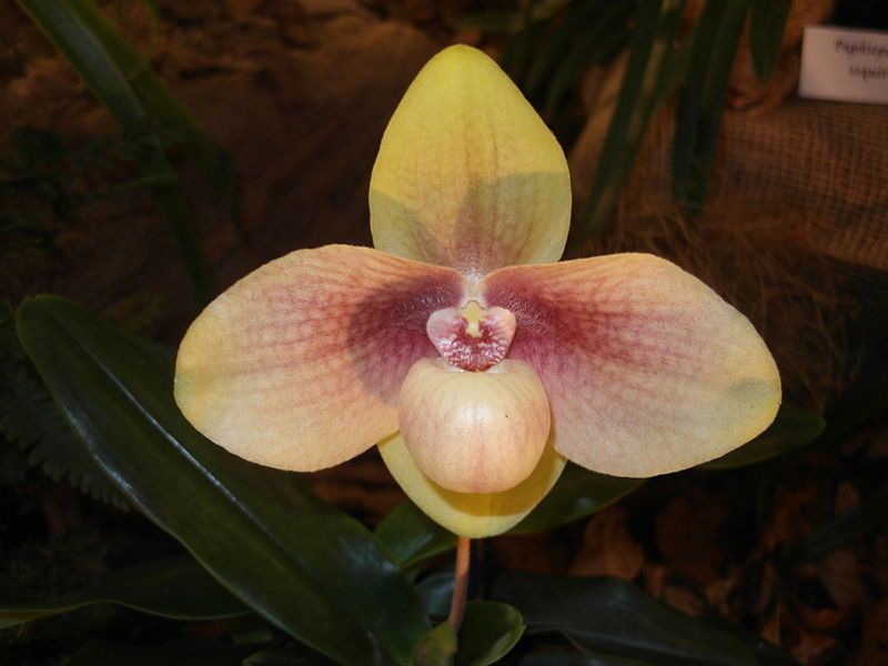 File:Paphiopedilum hangianum (16829741999).jpg