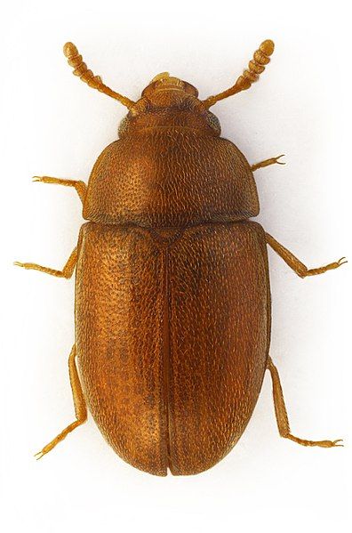 File:Pentaphyllus testaceus.jpg