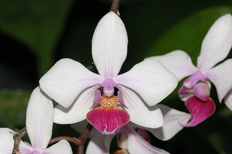 File:Phalaenopsis intermedia fg01.JPG