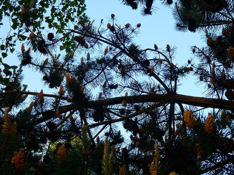 File:Pine Cones.jpg