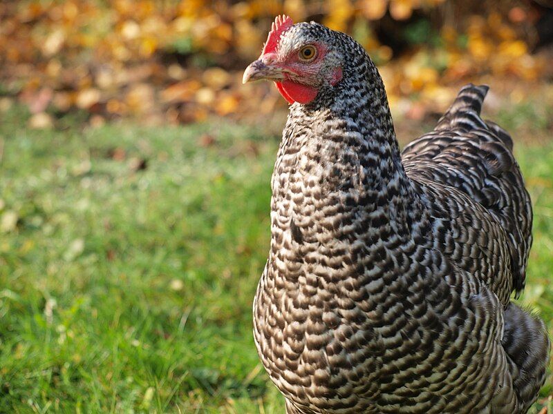 File:Plymouth Rock Chicken.jpg