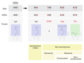 Image 13Point mutations classified by impact on protein (from Mutation)