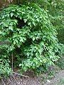 Poison ivy on a roadside