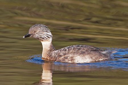 Hoary-headed grebe, by JJ Harrison