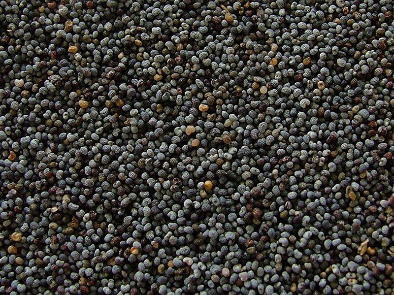 File:Poppy seeds.jpg