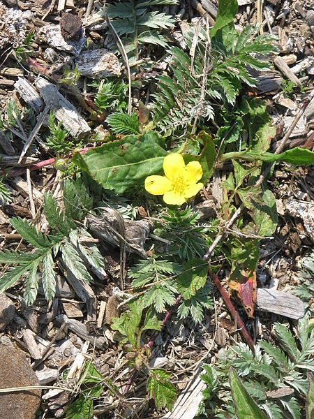 File:Potentilla anserina001.jpg