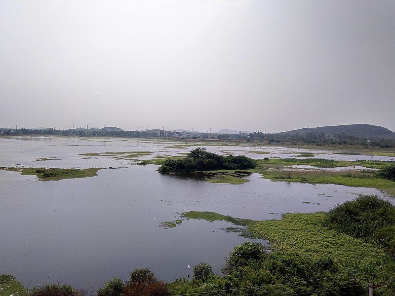 File:Potheri Lake habitat.jpg