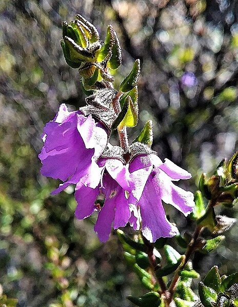 File:Prostanthera rhombea.jpg