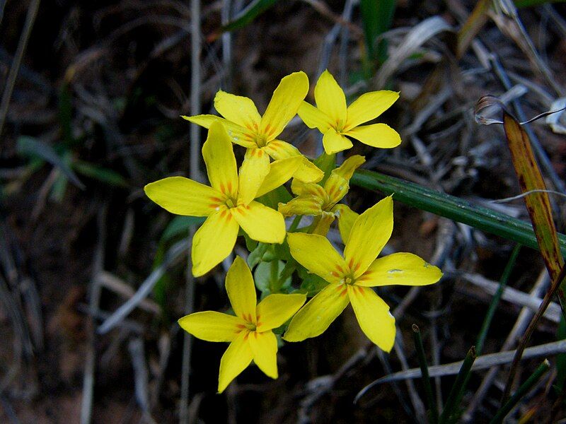 File:Sabaea exacoides flower.JPG