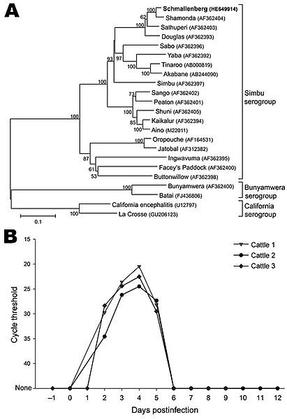 File:Schmallenberg virus (phylogenetic).jpg