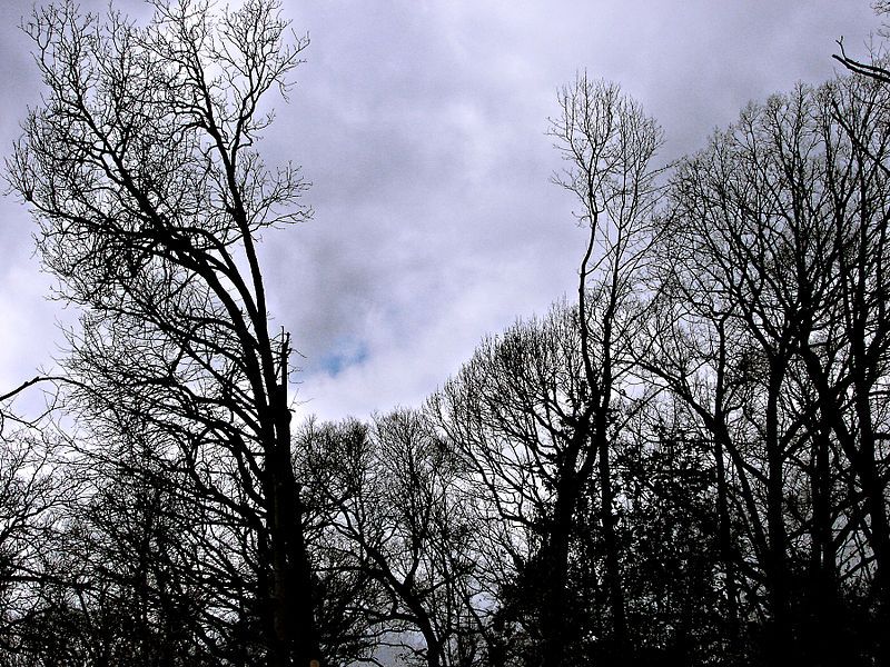 File:Shadowsandtalltrees.jpg