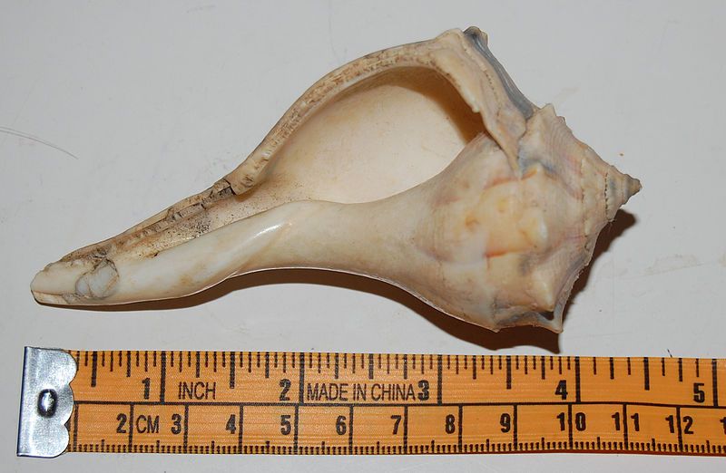 File:Shell2.jpg