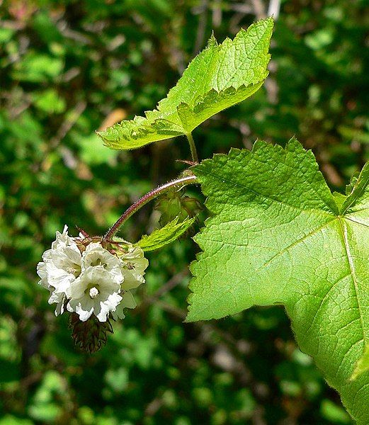 File:Sidalcea malachroides 4.jpg