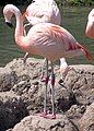 Chilean flamingo