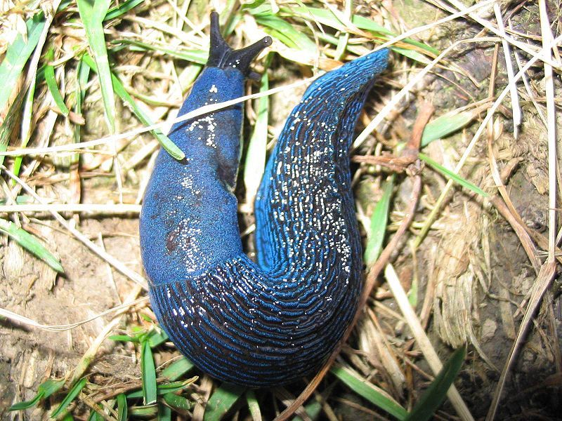 File:Slug blue.jpg