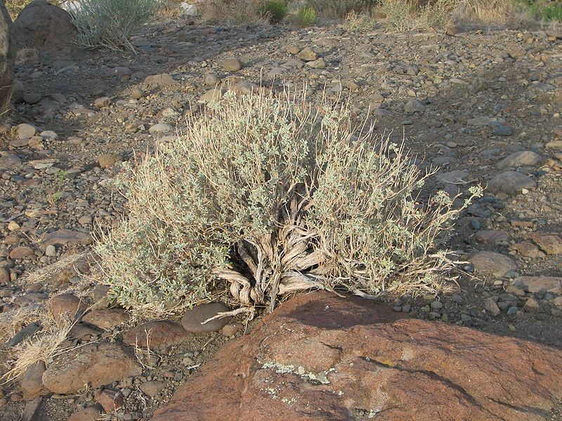 File:Small twisted sagebrush.jpg