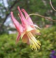 10 Aquilegia formosa? may be Aquilegia canadensis