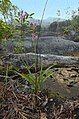 Spathoglottis sp. from Sarawak, Borneo