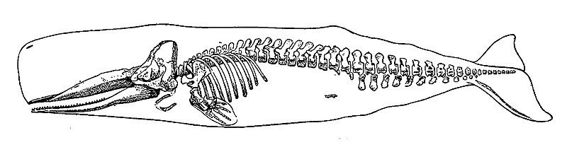 File:SpermWhaleLyd3.jpg