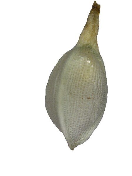 File:Squartziticus-nutlet.jpg