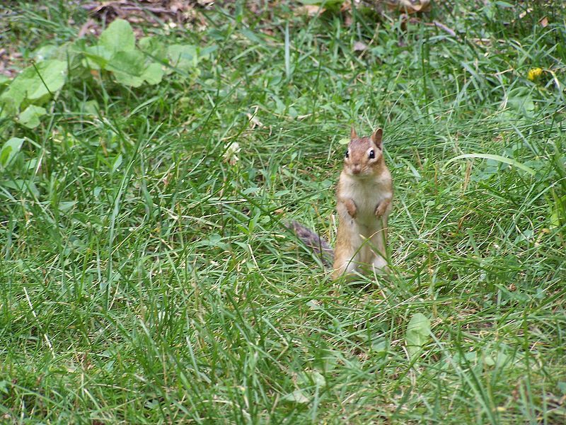 File:Standing-on-grass (also happy).jpg