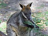 Swamp wallaby feeding