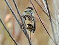 Swamp sparrow taken at Lake Mattamuskeet