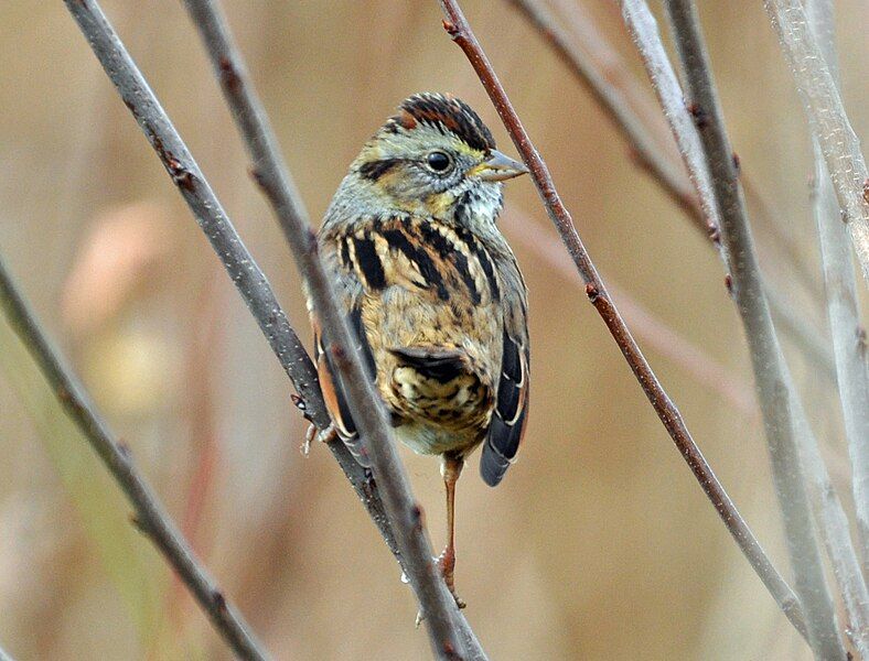 File:SwampSparrow.jpg