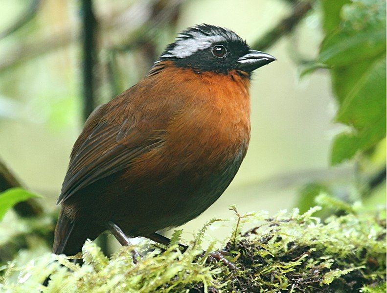 File:Tanager Finch.jpg