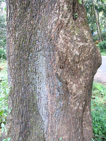 File:Terminalia paniculata bark.jpg