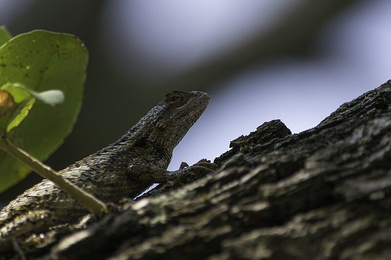 File:Texas Spiny Lizard.jpg