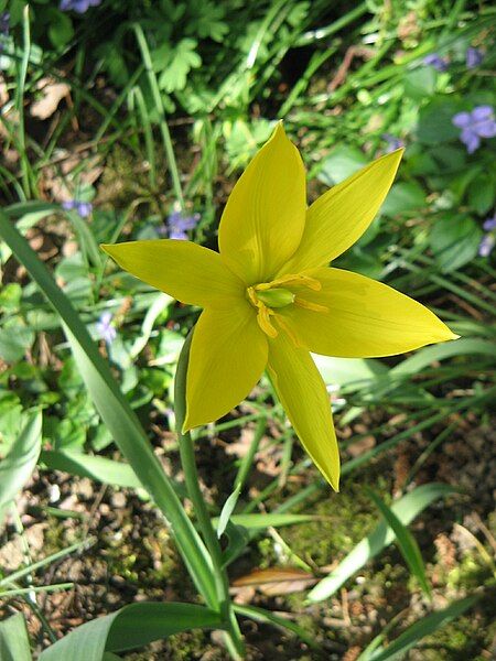 File:Tulipa sylvestris (flower)6.jpg