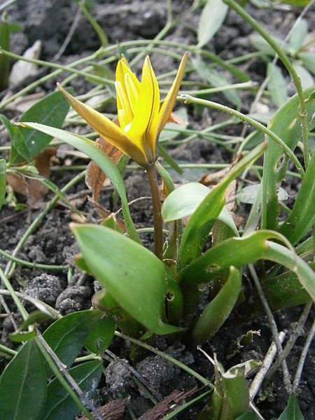 File:Tulipa urumiensis 01.JPG