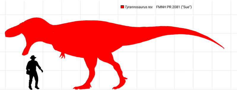 File:Tyrannosaurus Sue scale.png