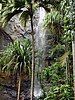 Valleé de mai, the Garden of Eden in in Seychelles