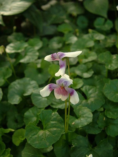 File:Viola hedercea01.jpg