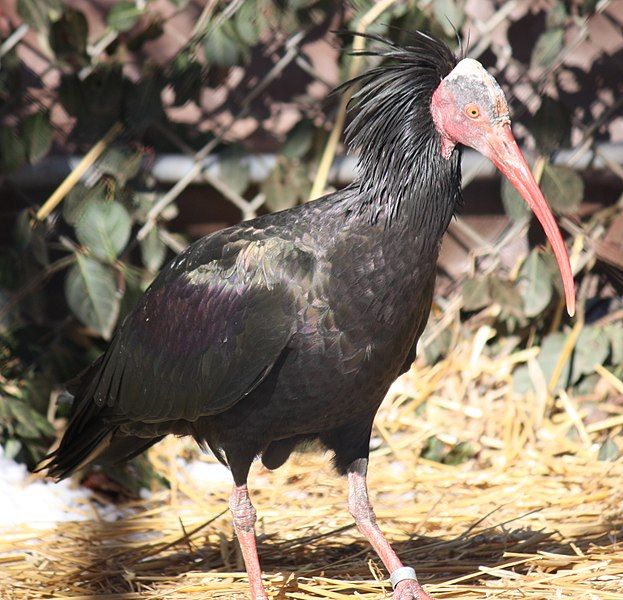 File:WaldrappIbis2010.jpg