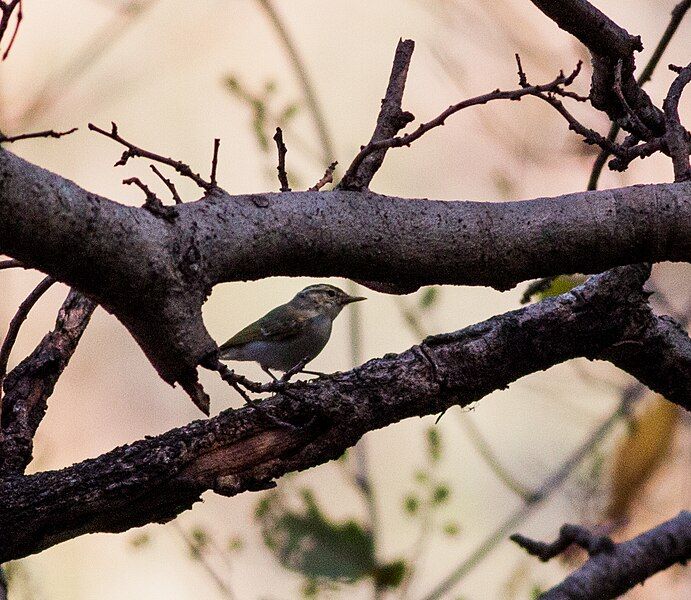 File:Western Crowned Warbler.jpg