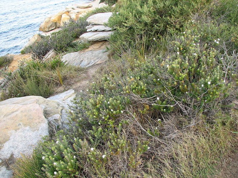 File:Westringia fruticosa habitat.jpg