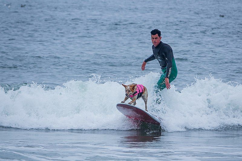 File:WorldDogSurfingChampionship2016-14.jpg